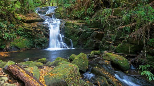 Hinewai Reserve